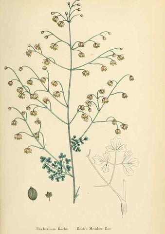Reproducción/Reproduction 48716798498: English botany, or, Coloured figures of British plants /. London :R. Hardwicke,1863-1886.. 