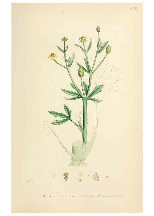 Reproducción/Reproduction 48717142211: English botany, or, Coloured figures of British plants /. London :R. Hardwicke,1863-1886.. 