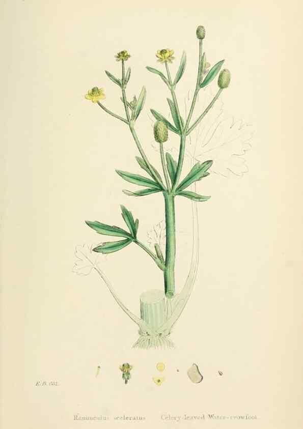 Reproducción/Reproduction 48717142211: English botany, or, Coloured figures of British plants /. London :R. Hardwicke,1863-1886.. 