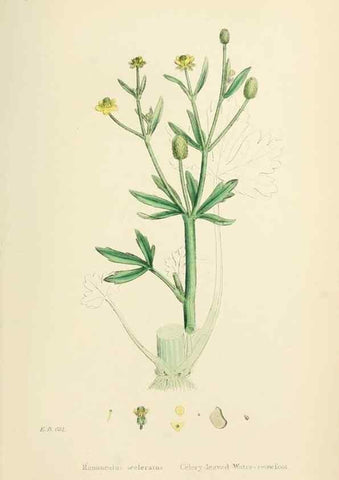 Reproducción/Reproduction 48717142211: English botany, or, Coloured figures of British plants /. London :R. Hardwicke,1863-1886.. 