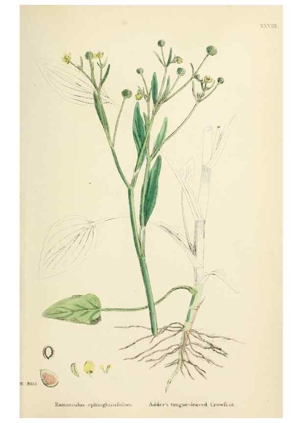 Reproducción/Reproduction 48717142641: English botany, or, Coloured figures of British plants /. London :R. Hardwicke,1863-1886.. 