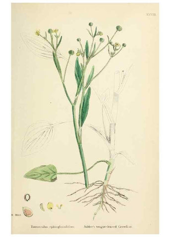 Reproducción/Reproduction 48717142641: English botany, or, Coloured figures of British plants /. London :R. Hardwicke,1863-1886.. 