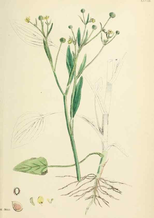 Reproducción/Reproduction 48717142641: English botany, or, Coloured figures of British plants /. London :R. Hardwicke,1863-1886.. 