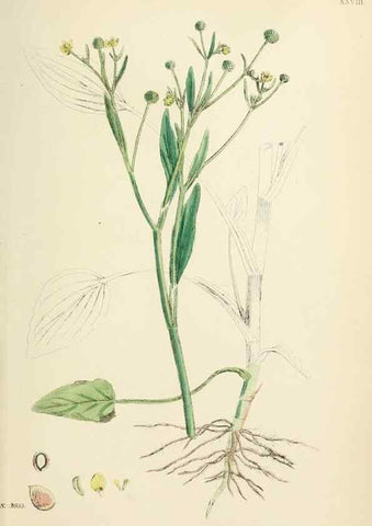 Reproducción/Reproduction 48717142641: English botany, or, Coloured figures of British plants /. London :R. Hardwicke,1863-1886.. 