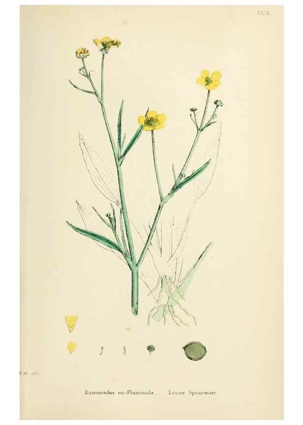 Reproducción/Reproduction 48717313507: English botany, or, Coloured figures of British plants /. London :R. Hardwicke,1863-1886.. 
