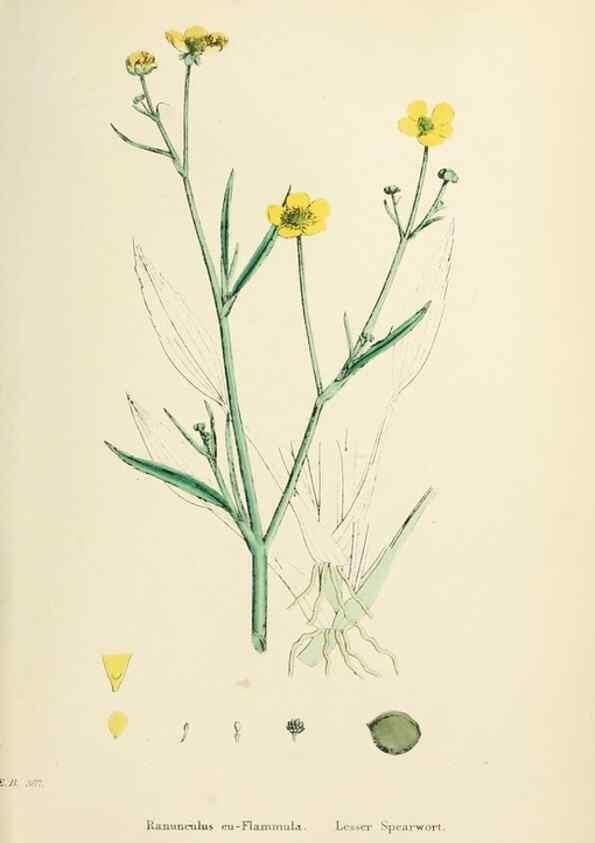 Reproducción/Reproduction 48717313507: English botany, or, Coloured figures of British plants /. London :R. Hardwicke,1863-1886.. 
