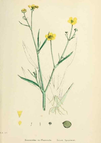 Reproducción/Reproduction 48717313507: English botany, or, Coloured figures of British plants /. London :R. Hardwicke,1863-1886.. 