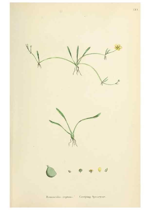 Reproducción/Reproduction 48717313927: English botany, or, Coloured figures of British plants /. London :R. Hardwicke,1863-1886.. 