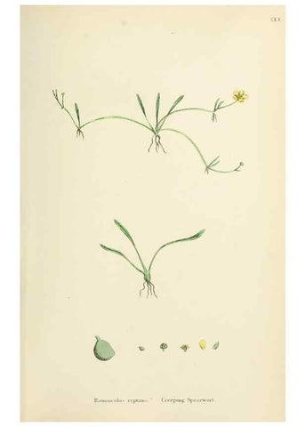 Reproducción/Reproduction 48717313927: English botany, or, Coloured figures of British plants /. London :R. Hardwicke,1863-1886.. 