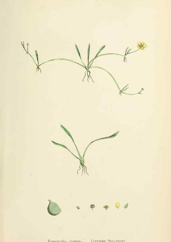 Reproducción/Reproduction 48717313927: English botany, or, Coloured figures of British plants /. London :R. Hardwicke,1863-1886.. 