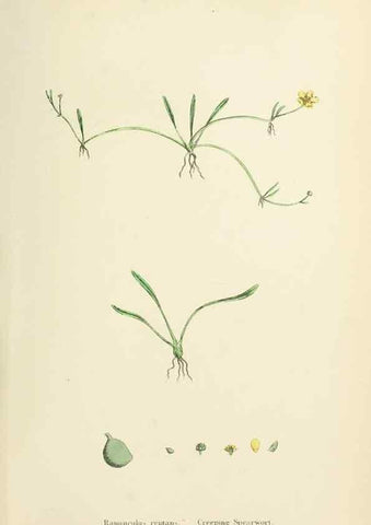 Reproducción/Reproduction 48717313927: English botany, or, Coloured figures of British plants /. London :R. Hardwicke,1863-1886.. 