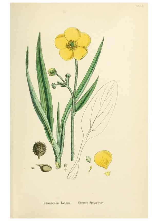 Reproducción/Reproduction 48717143711: English botany, or, Coloured figures of British plants /. London :R. Hardwicke,1863-1886.. 