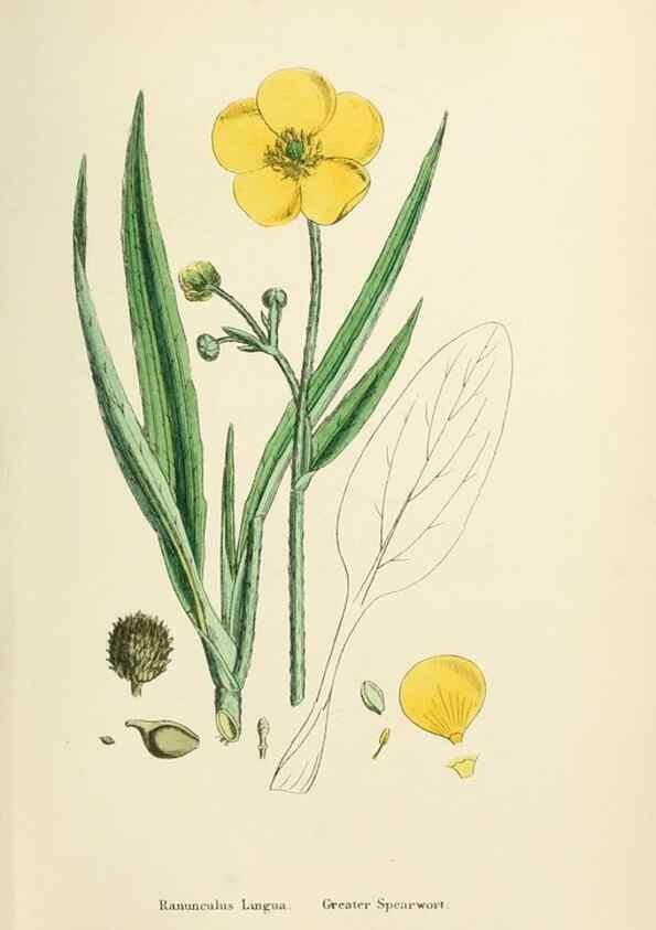 Reproducción/Reproduction 48717143711: English botany, or, Coloured figures of British plants /. London :R. Hardwicke,1863-1886.. 