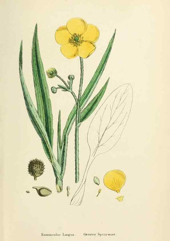 Reproducción/Reproduction 48717143711: English botany, or, Coloured figures of British plants /. London :R. Hardwicke,1863-1886.. 
