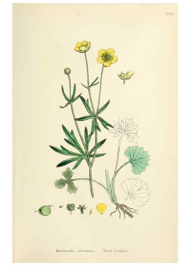 Reproducción/Reproduction 48717144091: English botany, or, Coloured figures of British plants /. London :R. Hardwicke,1863-1886.. 