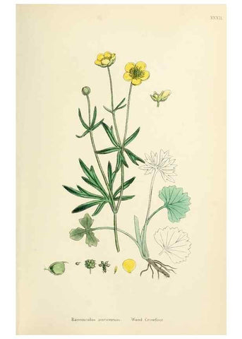 Reproducción/Reproduction 48717144091: English botany, or, Coloured figures of British plants /. London :R. Hardwicke,1863-1886.. 
