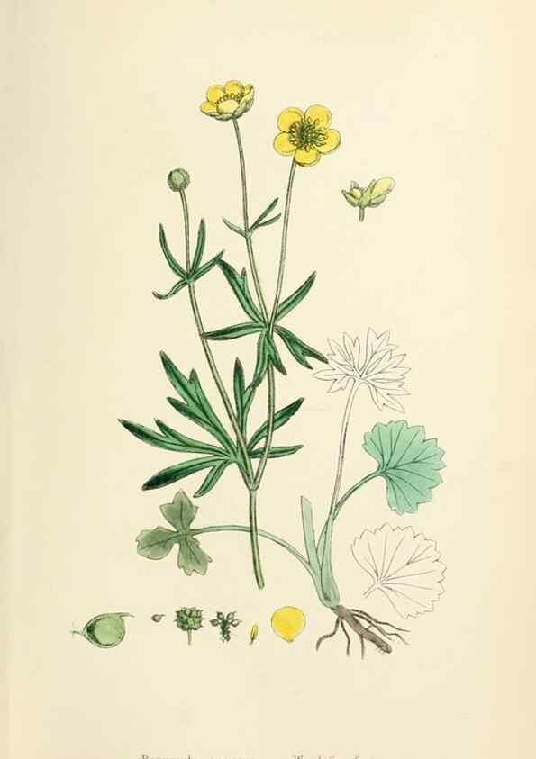 Reproducción/Reproduction 48717144091: English botany, or, Coloured figures of British plants /. London :R. Hardwicke,1863-1886.. 