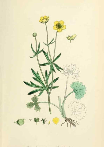 Reproducción/Reproduction 48717144091: English botany, or, Coloured figures of British plants /. London :R. Hardwicke,1863-1886.. 