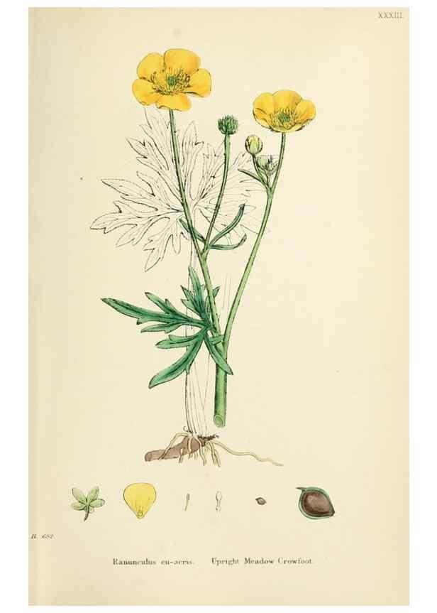 Reproducción/Reproduction 48717144466: English botany, or, Coloured figures of British plants /. London :R. Hardwicke,1863-1886.. 