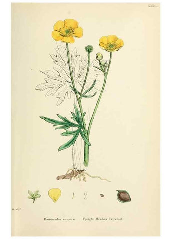 Reproducción/Reproduction 48717144466: English botany, or, Coloured figures of British plants /. London :R. Hardwicke,1863-1886.. 