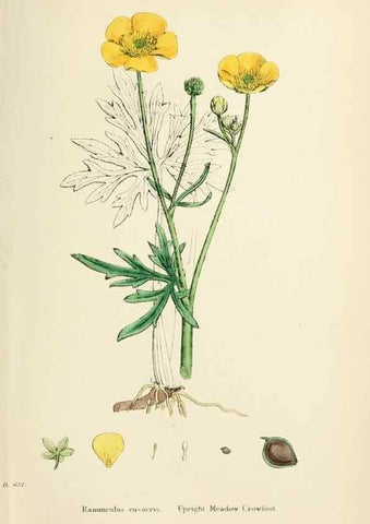 Reproducción/Reproduction 48717144466: English botany, or, Coloured figures of British plants /. London :R. Hardwicke,1863-1886.. 
