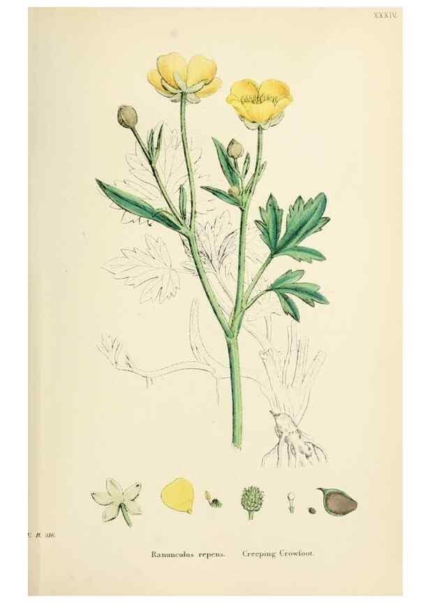 Reproducción/Reproduction 48716808998: English botany, or, Coloured figures of British plants /. London :R. Hardwicke,1863-1886.. 