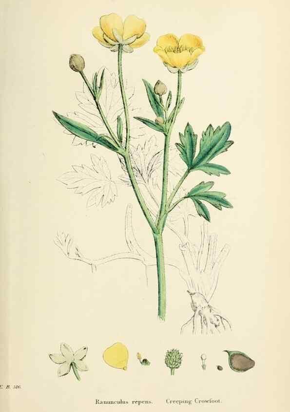 Reproducción/Reproduction 48716808998: English botany, or, Coloured figures of British plants /. London :R. Hardwicke,1863-1886.. 
