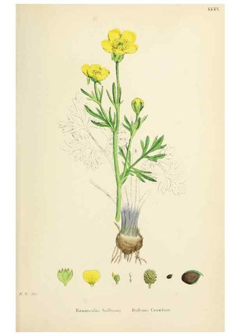 Reproducción/Reproduction 48717315627: English botany, or, Coloured figures of British plants /. London :R. Hardwicke,1863-1886.. 