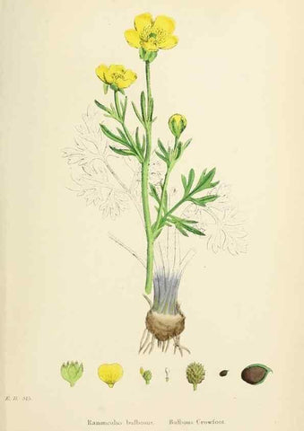 Reproducción/Reproduction 48717315627: English botany, or, Coloured figures of British plants /. London :R. Hardwicke,1863-1886.. 