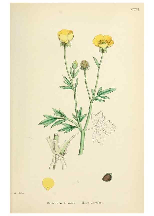 Reproducción/Reproduction 48717145506: English botany, or, Coloured figures of British plants /. London :R. Hardwicke,1863-1886.. 