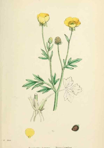 Reproducción/Reproduction 48717145506: English botany, or, Coloured figures of British plants /. London :R. Hardwicke,1863-1886.. 
