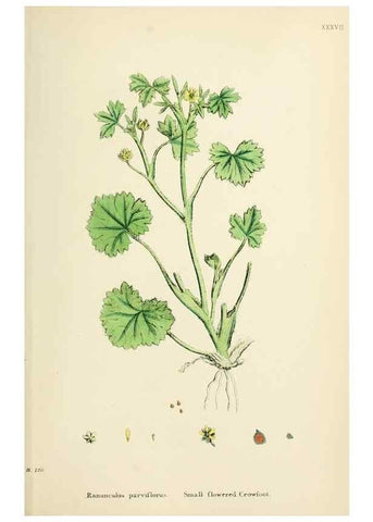 Reproducción/Reproduction 48716809888: English botany, or, Coloured figures of British plants /. London :R. Hardwicke,1863-1886.. 