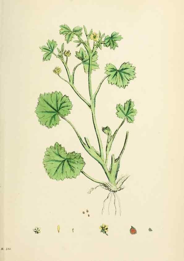 Reproducción/Reproduction 48716809888: English botany, or, Coloured figures of British plants /. London :R. Hardwicke,1863-1886.. 