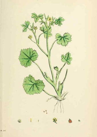 Reproducción/Reproduction 48716809888: English botany, or, Coloured figures of British plants /. London :R. Hardwicke,1863-1886.. 