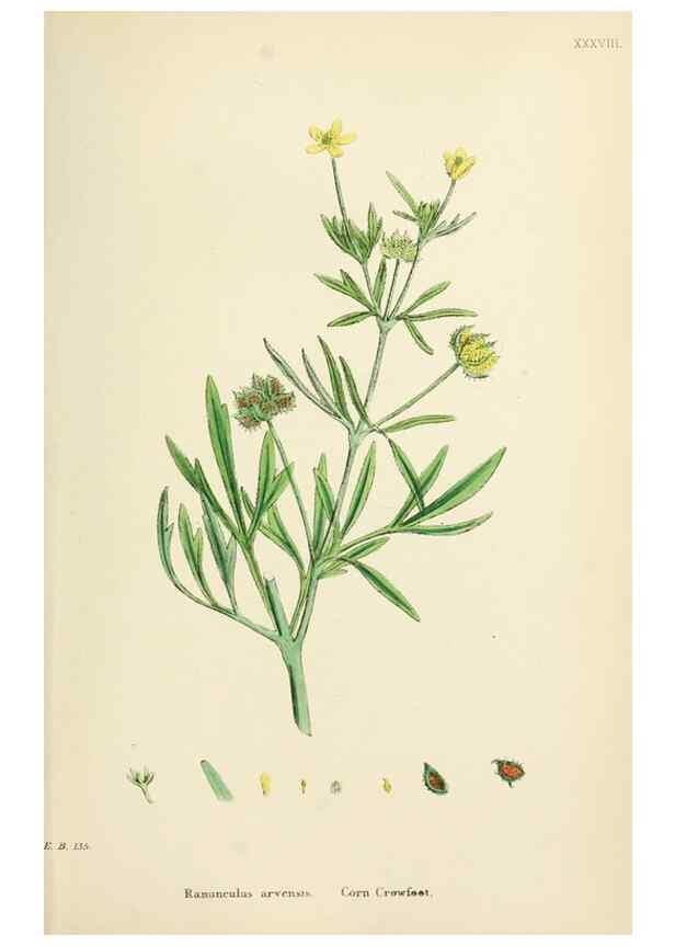 Reproducción/Reproduction 48717316592: English botany, or, Coloured figures of British plants /. London :R. Hardwicke,1863-1886.. 