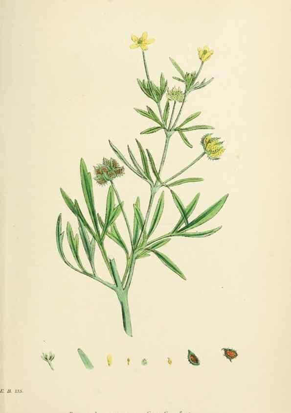 Reproducción/Reproduction 48717316592: English botany, or, Coloured figures of British plants /. London :R. Hardwicke,1863-1886.. 