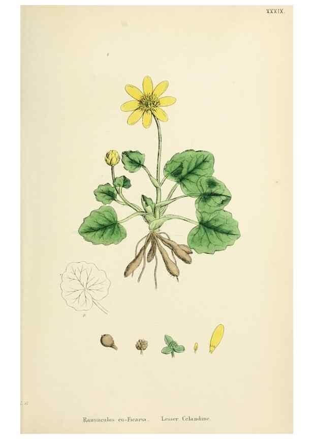 Reproducción/Reproduction 48717316947: English botany, or, Coloured figures of British plants /. London :R. Hardwicke,1863-1886.. 