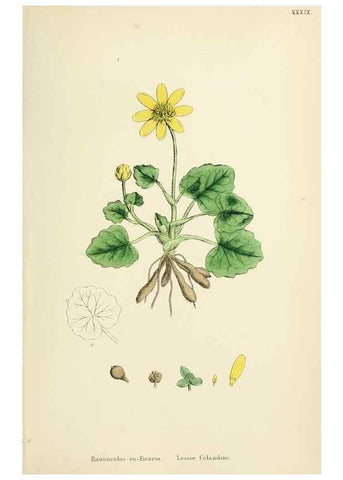 Reproducción/Reproduction 48717316947: English botany, or, Coloured figures of British plants /. London :R. Hardwicke,1863-1886.. 