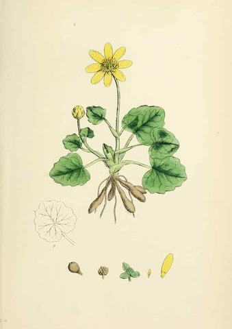 Reproducción/Reproduction 48717316947: English botany, or, Coloured figures of British plants /. London :R. Hardwicke,1863-1886.. 