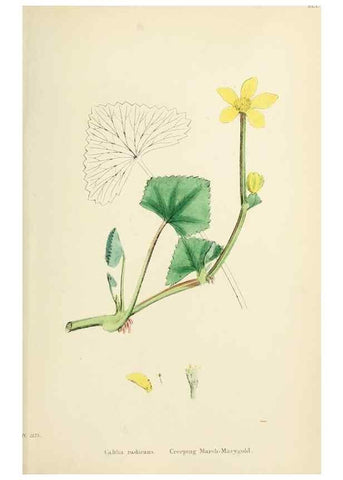 Reproducción/Reproduction 48717317622: English botany, or, Coloured figures of British plants /. London :R. Hardwicke,1863-1886.. 