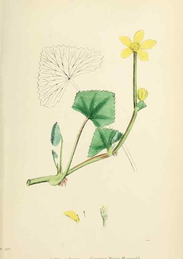 Reproducción/Reproduction 48717317622: English botany, or, Coloured figures of British plants /. London :R. Hardwicke,1863-1886.. 