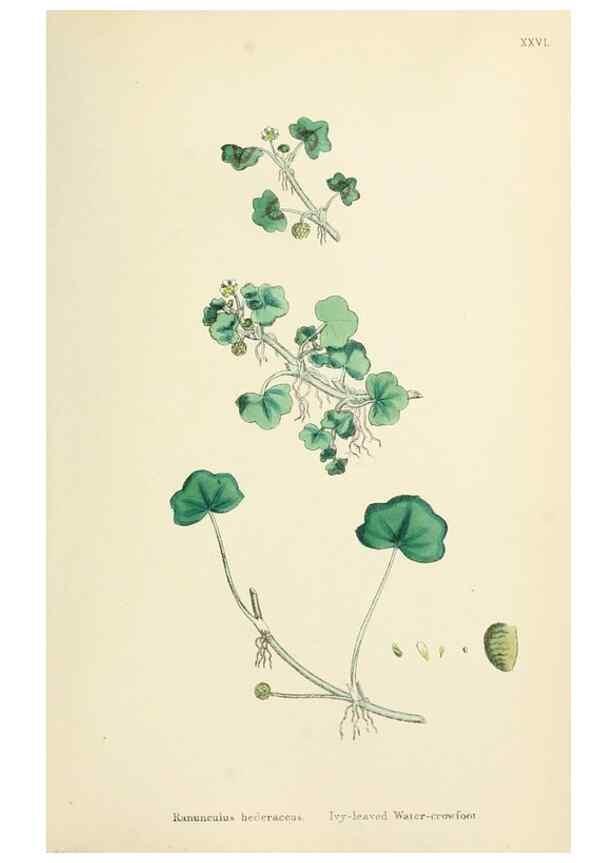 Reproducción/Reproduction 48717312557: English botany, or, Coloured figures of British plants /. London :R. Hardwicke,1863-1886.. 