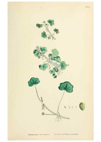 Reproducción/Reproduction 48717312557: English botany, or, Coloured figures of British plants /. London :R. Hardwicke,1863-1886.. 