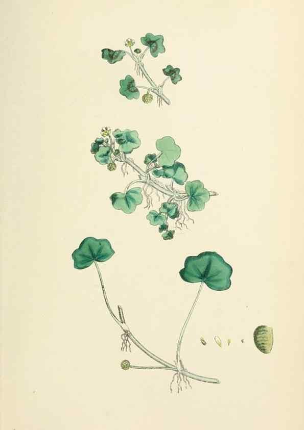 Reproducción/Reproduction 48717312557: English botany, or, Coloured figures of British plants /. London :R. Hardwicke,1863-1886.. 