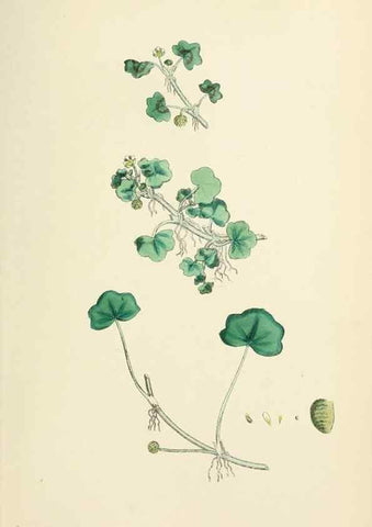 Reproducción/Reproduction 48717312557: English botany, or, Coloured figures of British plants /. London :R. Hardwicke,1863-1886.. 