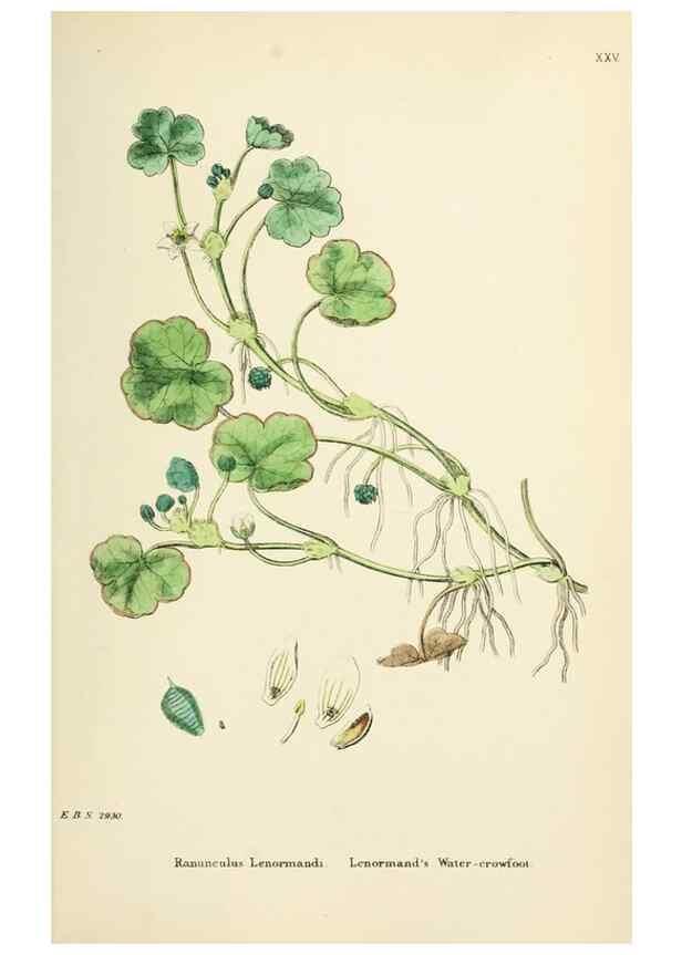 Reproducción/Reproduction 48717141561: English botany, or, Coloured figures of British plants /. London :R. Hardwicke,1863-1886.. 