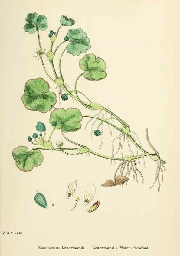 Reproducción/Reproduction 48717141561: English botany, or, Coloured figures of British plants /. London :R. Hardwicke,1863-1886.. 
