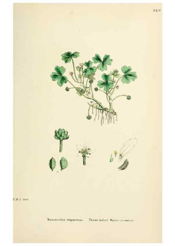 Reproducción/Reproduction 48716805353: English botany, or, Coloured figures of British plants /. London :R. Hardwicke,1863-1886.. 