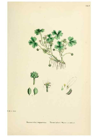 Reproducción/Reproduction 48716805353: English botany, or, Coloured figures of British plants /. London :R. Hardwicke,1863-1886.. 