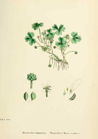 Reproducción/Reproduction 48716805353: English botany, or, Coloured figures of British plants /. London :R. Hardwicke,1863-1886.. 